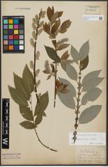 Foto von Salix appendiculata Vill. x Salix caprea L.